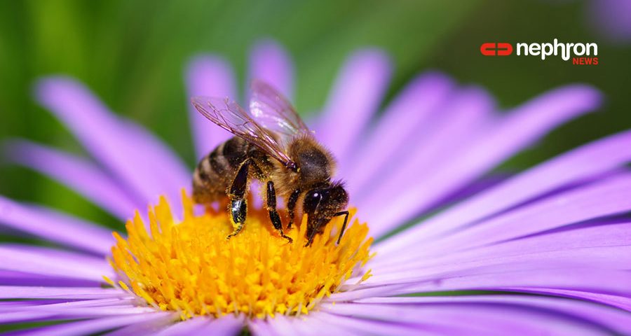 μέλισσα σε λουλούδι