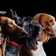 Οι σκύλοι μυρίζουν τον κορονοϊό στους ανθρώπους με μεγάλη ακρίβεια