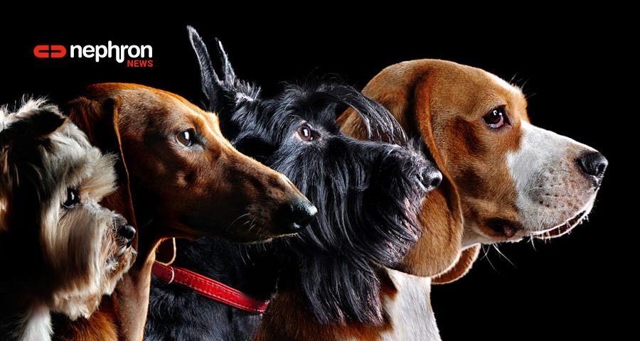 Οι σκύλοι μυρίζουν τον κορονοϊό στους ανθρώπους με μεγάλη ακρίβεια